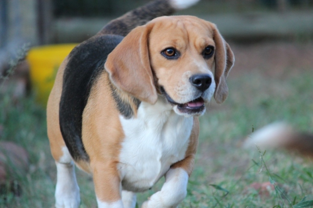 Beagle puppies and dogs Jarocas Kennels